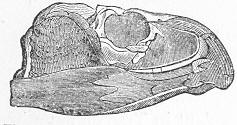 Rhynchosaurus articeps.jpg