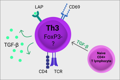 File:Th3 cell .png