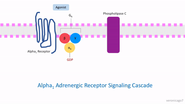 File:Alpha 1 Receptor Signaling Cascade.gif