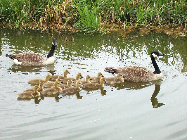 File:Geese and goslings swim in V-formation - geograph.org.uk - 429191.jpg