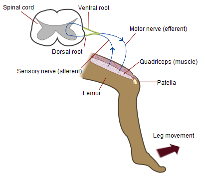 File:Patellar-knee-reflex.png