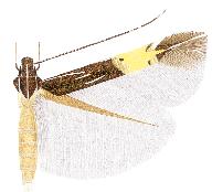 Cosmopterix damnosa.JPG