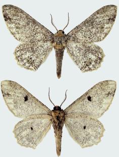 Biston suppressaria male upperside and underside.JPG