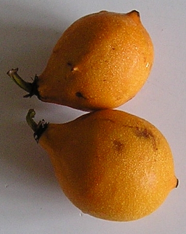 File:Fruta do Bacupari.jpg