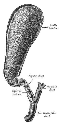 File:Gray1095-gall bladder.png