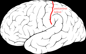 File:Postcentral sulcus.png