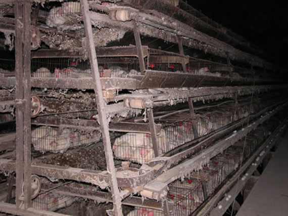 File:Animal Abuse Battery Cage 02.jpg