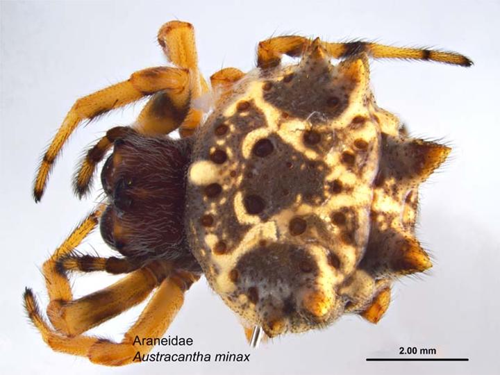 File:Austracantha minax (female dorsal).jpg