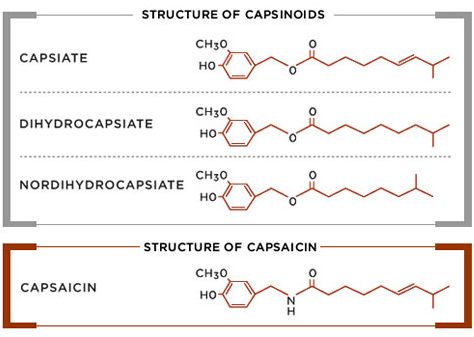 Structure of capsinoids, including capsiate, dihydrocapsiate, and nordihydrocapsiate.