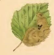 Eriocrania unimaculella a mined birch leaf.JPG