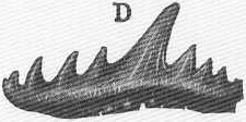 Synechodus dubrisianus tooth.jpeg