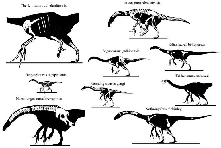 File:Therizinosaur skeletons.jpg