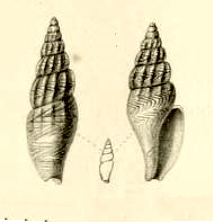 Anachis kraussii 001.jpg