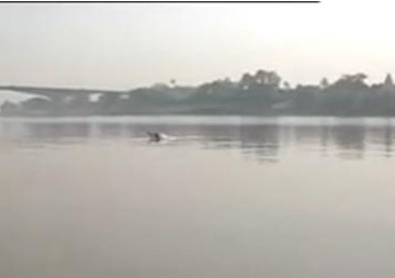File:Ganga dolphin Bhagalpur.JPG