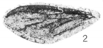 File:Plecia reducta holotype Rice 1959 pl2 fig2.png