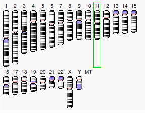File:Chromosome location of FAM180b.png
