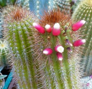 File:Floribunda pusilliflora F.Ritter in coll. Kamiel Neirinck, Belgium.jpg