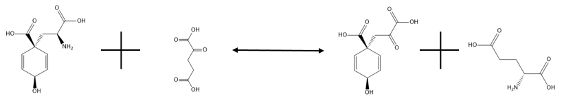 Glutamate-prephenate aminotransferase reaction