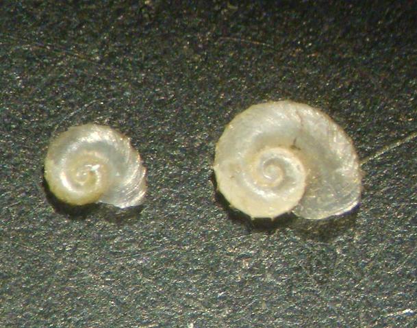 File:Gyraulus (Armiger) crista.JPG