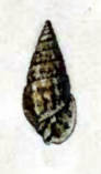 Pyramidella garrettii 002.png