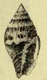 Vexillum mediomaculatum 001.jpg