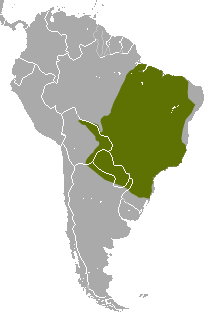 Brazilian Lesser Long-nosed Armadillo area.png