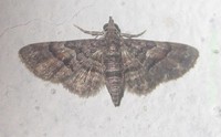 Casuariclystis latifascia (Walker, 1866).jpg