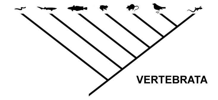 File:Cladogram vertebrata.jpg