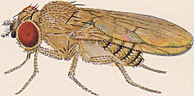 Drosophila willistoni Adult Male.png