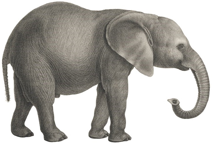 File:Elephas africanus - 1700-1880 - Print - Iconographia Zoologica - (white background).jpg