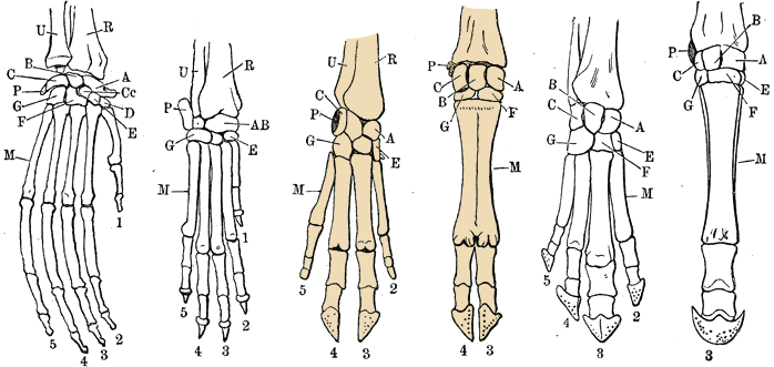 File:Hand skeletons with Artiodactyls highlighted.png
