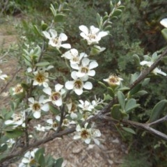 Leptospermum myrtifolium.jpg