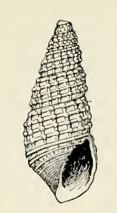 Odostomia astricta 001.png