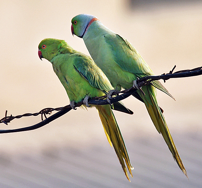 File:Rose-ringed Parakeets (Male & Female)- During Foreplay at Hodal I Picture 0034.jpg