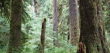 File:Sitka Spruce forest.jpg