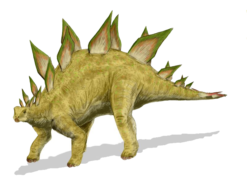 File:Stegosaurus BW.jpg