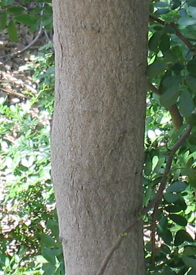 File:Acacia-rigidula-bark.jpg