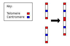 File:Chromosome2 merge.png