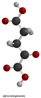 Isocitratedehydrogenaseakg.gif