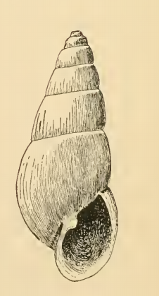 Odostomia culta 001.png