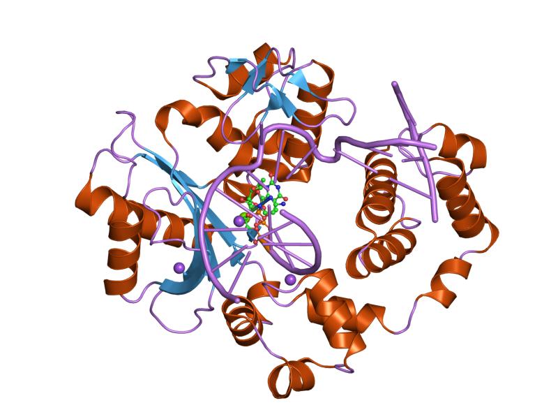 File:PDB 2bcv EBI.jpg