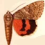 Catocala repudiata.JPG