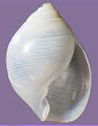 Microglyphis japonica shell.png