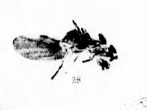 Aphaenogaster longaeva Scudder 1890 plate3 fig 28.png