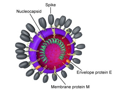 File:Coronavirus virion.jpg