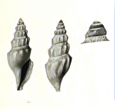 Gymnobela dubia 001.jpg