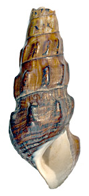 Brotia episcopalis shell.png