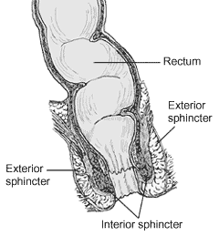 Diagram of anus, rectum, interior sphincter and exterior sphincter