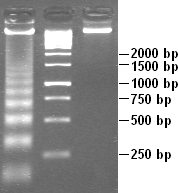 Apoptotic DNA Laddering.png