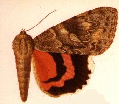 Catocala electilis.JPG